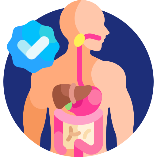 the human digestive system